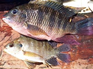 the best tilapia for aquaculture farmer's weekly