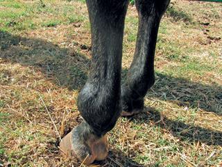 Osteoarthritis in the fetlock | Farmer's Weekly