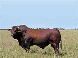 New beef cattle breed officially in South Africa | Farmer's Weekly