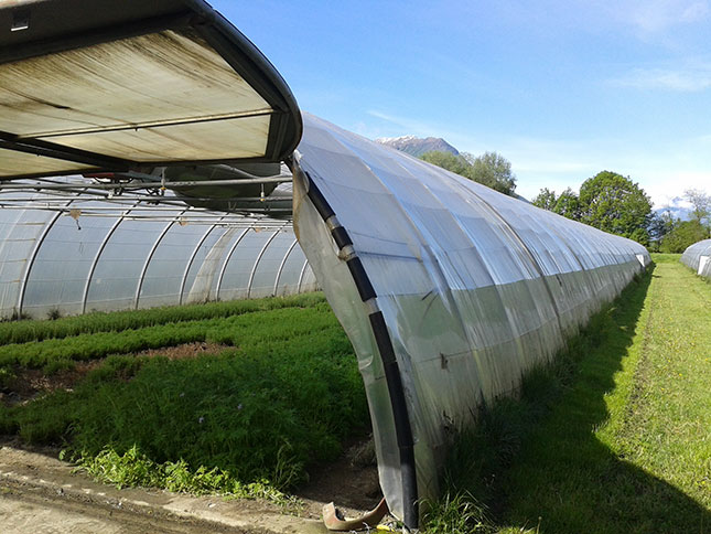 The practicalities of effective greenhouse hygiene