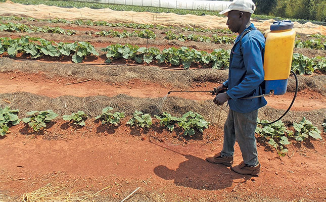 using-a-knapsack-sprayer-on-a-big-farm