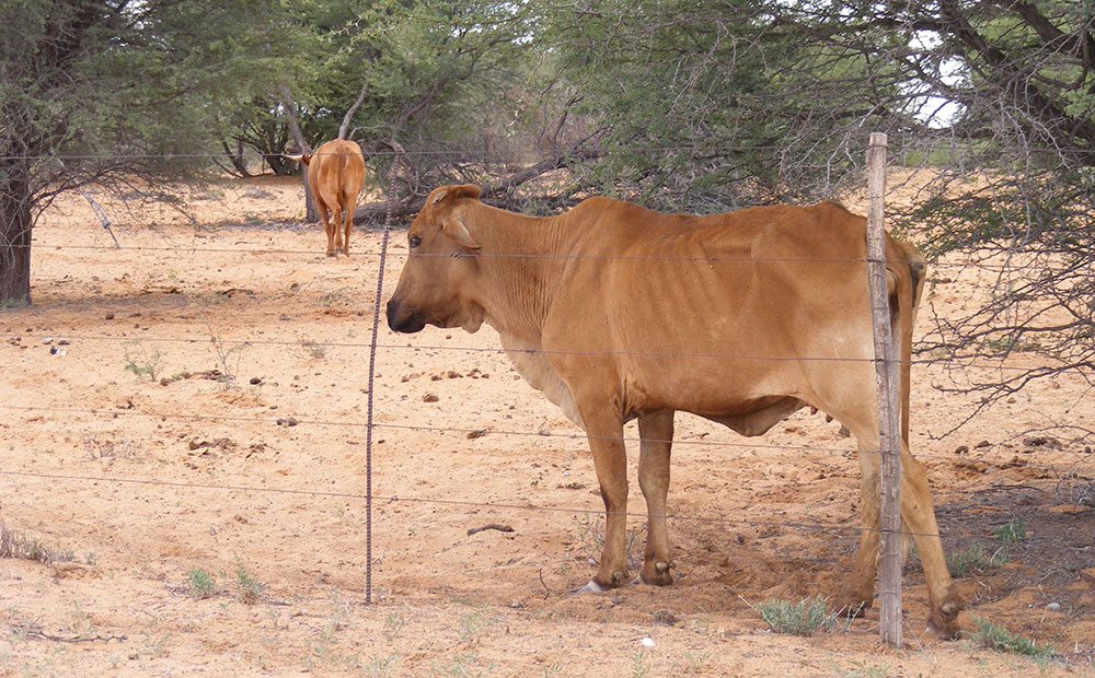 A message for the drought fund thieves