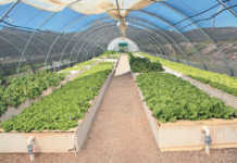 Aquaponics zimbabwe 