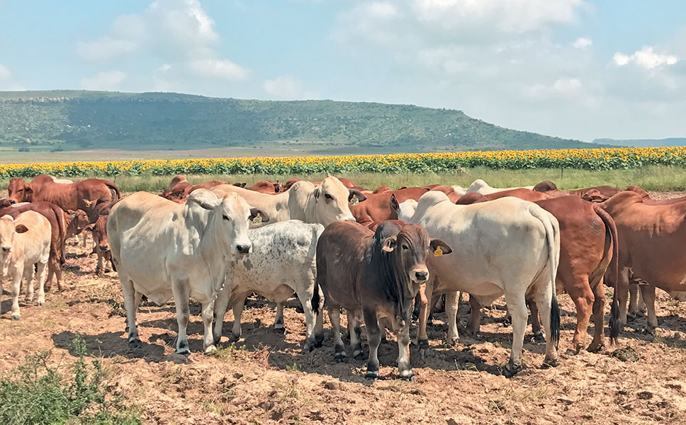 Boran crosses produce fine weaners for the feedlot industry diagram of oats 