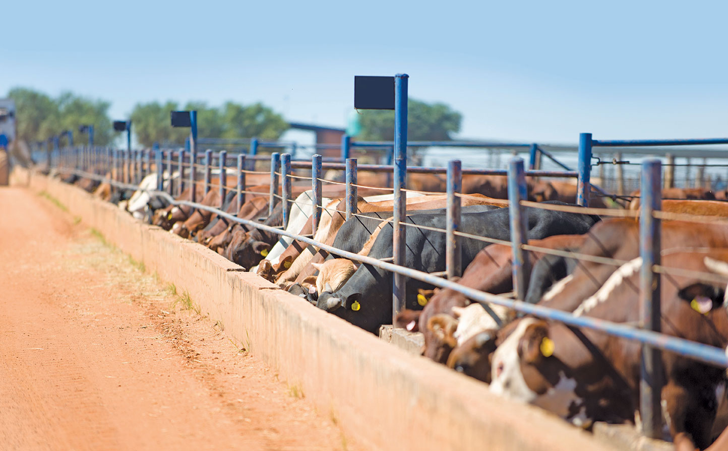 Sa Beef Field Days 2024 Leesa Nananne