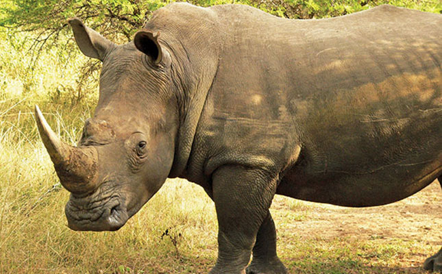 Rhino Horn Trade Africa Website Launched