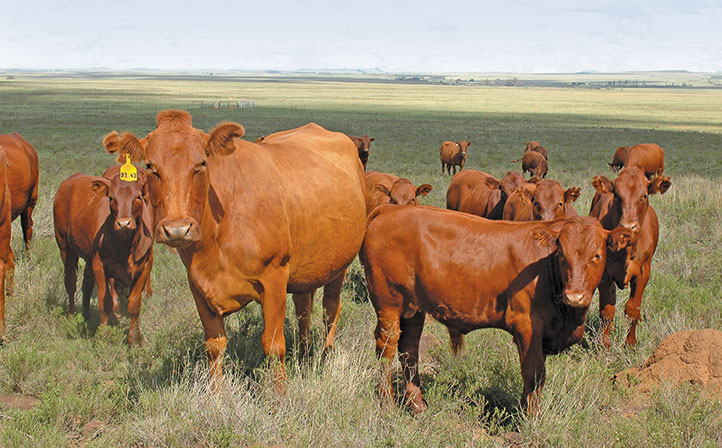 Veld to plate: Profiting from beef exports