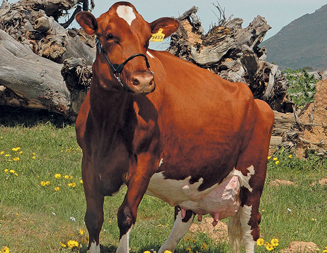 signs-of-a-healthy-dairy-cow