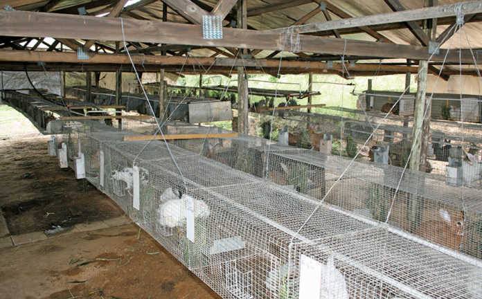 Practical tips for starting a rabbit farm