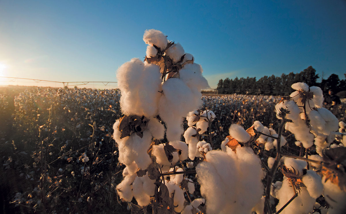 Cotton On Jobs