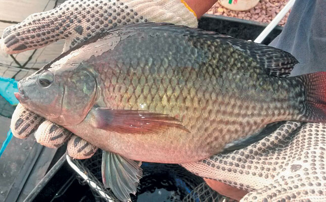 aquaponics: growing fish and plants without soil . news opb