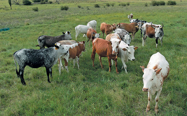 Nguni Cattle Farming