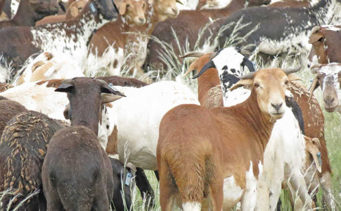 Damara sheep