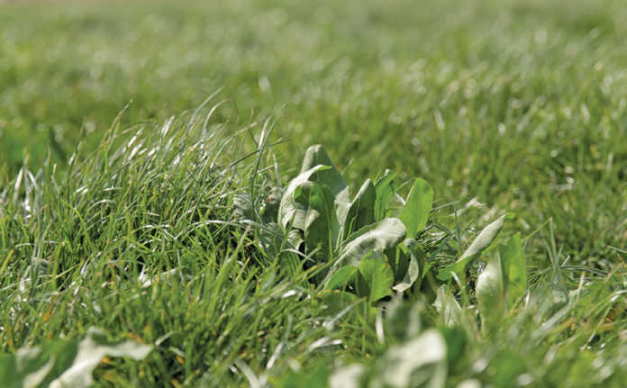 Rye grass and chicory