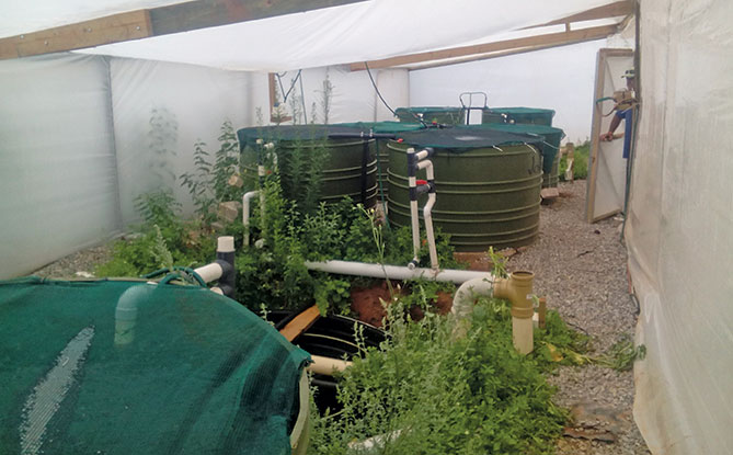 myaquaponics is the leading online aquaponics and