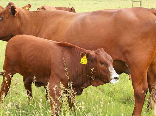 Beef Cattle | Cattle Farming South Africa | Farmer's Weekly